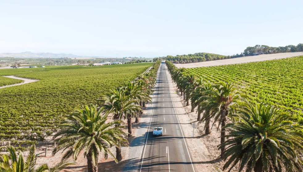 Unveiling the Beauty: Discover the Charm of Barossa Valley Wine Tours